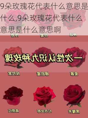 9朵玫瑰花代表什么意思是什么,9朵玫瑰花代表什么意思是什么意思啊-第2张图片-花卉百科