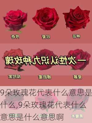 9朵玫瑰花代表什么意思是什么,9朵玫瑰花代表什么意思是什么意思啊-第3张图片-花卉百科