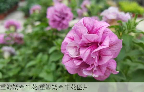 重瓣矮牵牛花,重瓣矮牵牛花图片