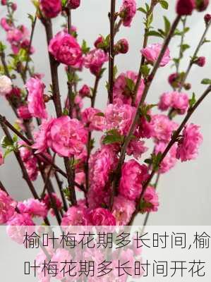 榆叶梅花期多长时间,榆叶梅花期多长时间开花