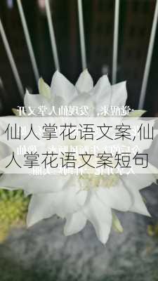 仙人掌花语文案,仙人掌花语文案短句