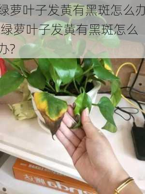 绿萝叶子发黄有黑斑怎么办,绿萝叶子发黄有黑斑怎么办?