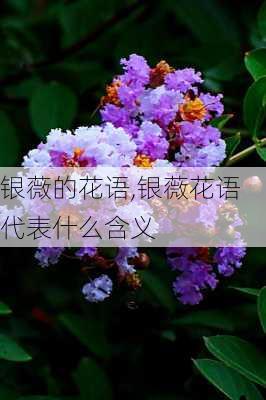 银薇的花语,银薇花语代表什么含义-第3张图片-花卉百科