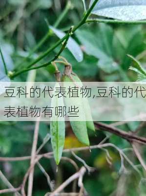 豆科的代表植物,豆科的代表植物有哪些-第3张图片-花卉百科