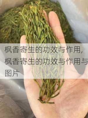 枫香寄生的功效与作用,枫香寄生的功效与作用与图片-第3张图片-花卉百科