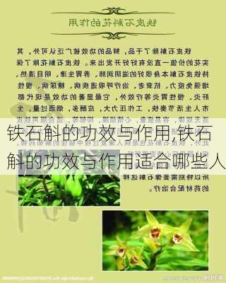 铁石斛的功效与作用,铁石斛的功效与作用适合哪些人