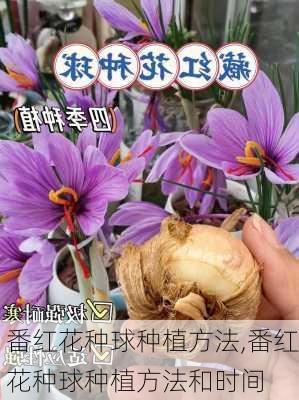 番红花种球种植方法,番红花种球种植方法和时间