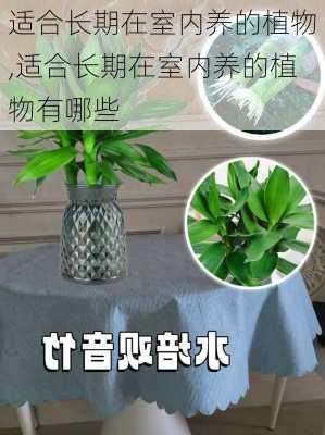 适合长期在室内养的植物,适合长期在室内养的植物有哪些-第1张图片-花卉百科