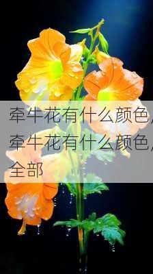 牵牛花有什么颜色,牵牛花有什么颜色,全部