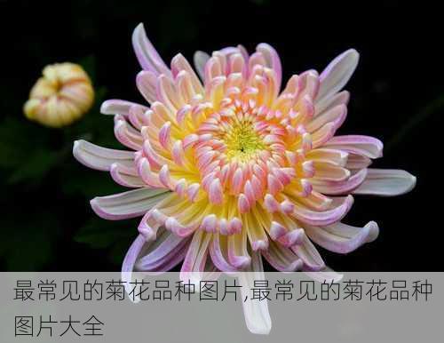 最常见的菊花品种图片,最常见的菊花品种图片大全-第2张图片-花卉百科