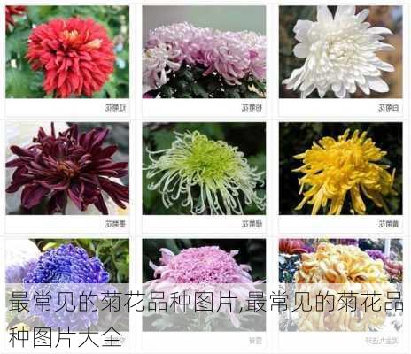 最常见的菊花品种图片,最常见的菊花品种图片大全-第3张图片-花卉百科