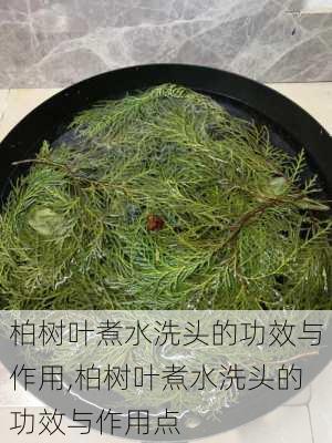 柏树叶煮水洗头的功效与作用,柏树叶煮水洗头的功效与作用点