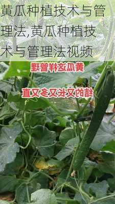 黄瓜种植技术与管理法,黄瓜种植技术与管理法视频