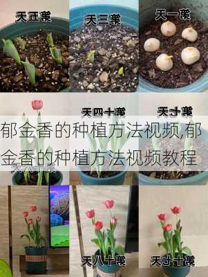 郁金香的种植方法视频,郁金香的种植方法视频教程