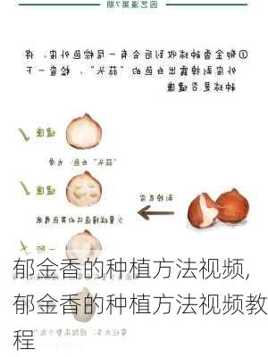 郁金香的种植方法视频,郁金香的种植方法视频教程-第2张图片-花卉百科