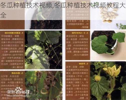 冬瓜种植技术视频,冬瓜种植技术视频教程大全