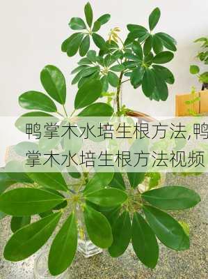 鸭掌木水培生根方法,鸭掌木水培生根方法视频-第3张图片-花卉百科