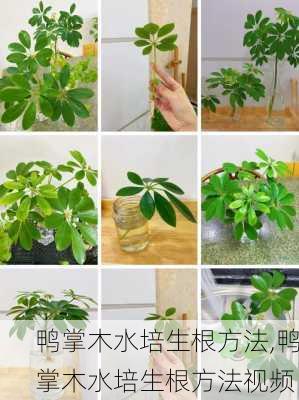 鸭掌木水培生根方法,鸭掌木水培生根方法视频-第2张图片-花卉百科