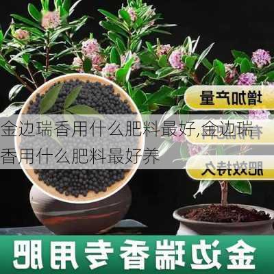 金边瑞香用什么肥料最好,金边瑞香用什么肥料最好养-第2张图片-花卉百科