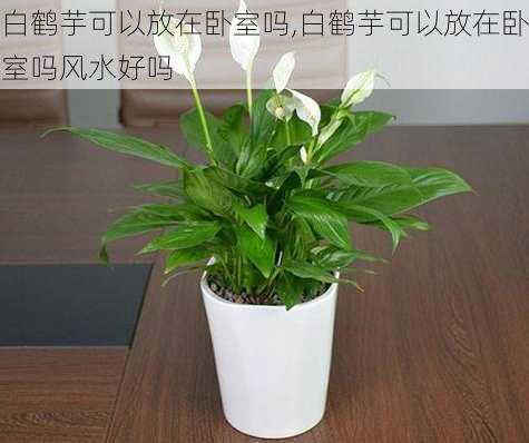 白鹤芋可以放在卧室吗,白鹤芋可以放在卧室吗风水好吗