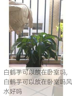 白鹤芋可以放在卧室吗,白鹤芋可以放在卧室吗风水好吗-第2张图片-花卉百科