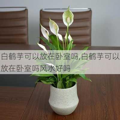 白鹤芋可以放在卧室吗,白鹤芋可以放在卧室吗风水好吗-第3张图片-花卉百科