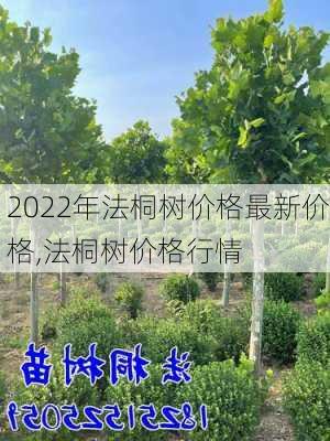 2022年法桐树价格最新价格,法桐树价格行情-第3张图片-花卉百科