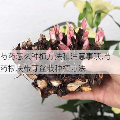 芍药怎么种植方法和注意事项,芍药根块带芽盆栽种植方法-第1张图片-花卉百科