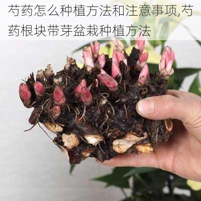 芍药怎么种植方法和注意事项,芍药根块带芽盆栽种植方法-第2张图片-花卉百科