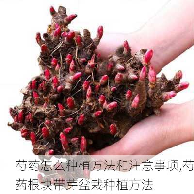 芍药怎么种植方法和注意事项,芍药根块带芽盆栽种植方法-第3张图片-花卉百科