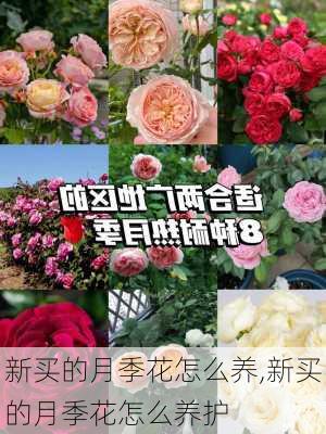 新买的月季花怎么养,新买的月季花怎么养护