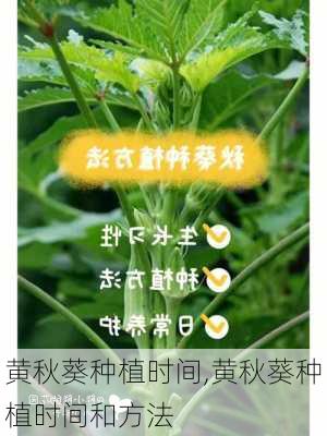 黄秋葵种植时间,黄秋葵种植时间和方法-第2张图片-花卉百科