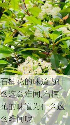 石楠花的味道为什么这么难闻,石楠花的味道为什么这么难闻呢