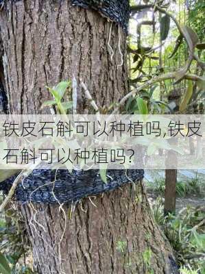 铁皮石斛可以种植吗,铁皮石斛可以种植吗?