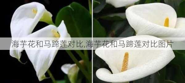 海芋花和马蹄莲对比,海芋花和马蹄莲对比图片