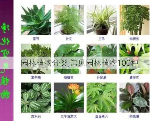 园林植物分类,常见园林植物100种