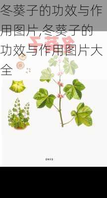 冬葵子的功效与作用图片,冬葵子的功效与作用图片大全-第3张图片-花卉百科