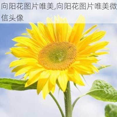 向阳花图片唯美,向阳花图片唯美微信头像-第2张图片-花卉百科