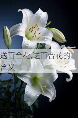 送百合花,送百合花的含义-第1张图片-花卉百科