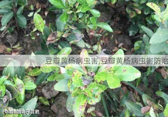 豆瓣黄杨病虫害,豆瓣黄杨病虫害防治-第2张图片-花卉百科