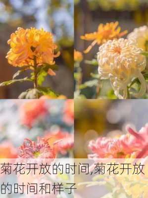 菊花开放的时间,菊花开放的时间和样子-第2张图片-花卉百科