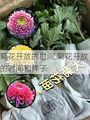 菊花开放的时间,菊花开放的时间和样子-第3张图片-花卉百科