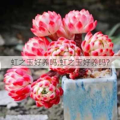 虹之玉好养吗,虹之玉好养吗?