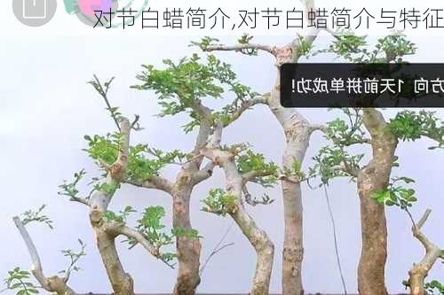 对节白蜡简介,对节白蜡简介与特征