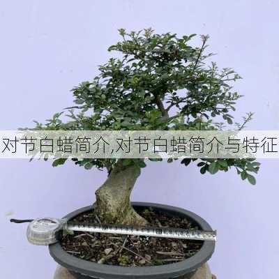 对节白蜡简介,对节白蜡简介与特征-第3张图片-花卉百科