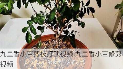 九里香小苗剪枝打顶视频,九里香小苗修剪视频-第2张图片-花卉百科