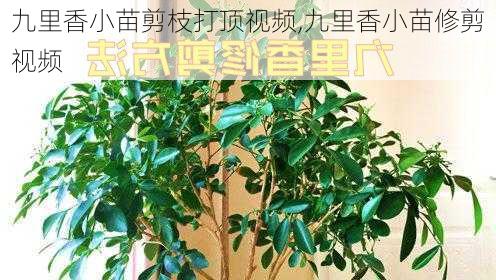 九里香小苗剪枝打顶视频,九里香小苗修剪视频-第3张图片-花卉百科