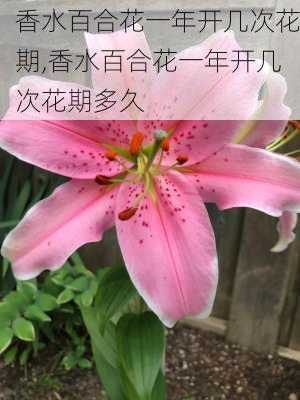 香水百合花一年开几次花期,香水百合花一年开几次花期多久-第2张图片-花卉百科