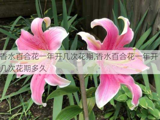 香水百合花一年开几次花期,香水百合花一年开几次花期多久-第3张图片-花卉百科