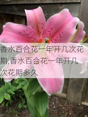 香水百合花一年开几次花期,香水百合花一年开几次花期多久